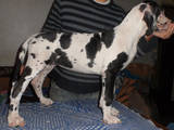 Собаки, щенята Німецький дог, ціна 8000 Грн., Фото