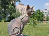 Кошки, котята Канадский сфинкс, цена 4000 Грн., Фото