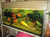 Рыбки, аквариумы Аквариумы и оборудование, цена 1200 Грн., Фото