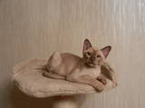 Кошки, котята Бурма, цена 5000 Грн., Фото