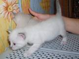Кошки, котята Тайская, цена 300 Грн., Фото