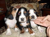 Собаки, щенята Бассет, ціна 1500 Грн., Фото