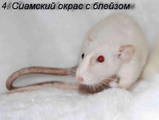 Грызуны Домашние крысы, Фото