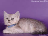 Кішки, кошенята Шотландська висловуха, ціна 300 Грн., Фото