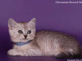 Кошки, котята Шотландская вислоухая, цена 300 Грн., Фото