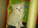 Кошки, котята Шотландская вислоухая, цена 800 Грн., Фото