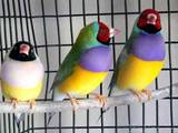 Папуги й птахи Клітки та аксесуари, ціна 1000 Грн., Фото