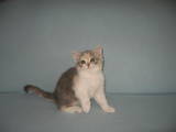 Кошки, котята Шотландская вислоухая, цена 600 Грн., Фото