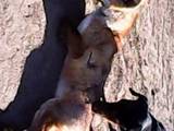 Собаки, щенята Гладкошерста кроляча такса, ціна 1600 Грн., Фото