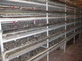 Птицеводство Оборудование для птичьих ферм, цена 170 Грн., Фото