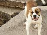 Собаки, щенята Американський бульдог, ціна 600 Грн., Фото