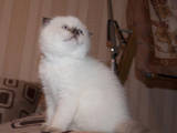 Кошки, котята Колор-пойнт короткошерстный, цена 900 Грн., Фото