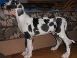Собаки, щенята Німецький дог, ціна 10000 Грн., Фото