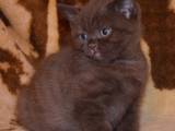 Кішки, кошенята Шотландська короткошерста, ціна 1000 Грн., Фото