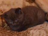 Кошки, котята Шотландская короткошерстная, цена 1000 Грн., Фото