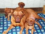 Собаки, щенки Бордосский дог, цена 6500 Грн., Фото