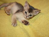 Кошки, котята Абиссинская, цена 5000 Грн., Фото