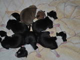 Собаки, щенки Басенджи, цена 7000 Грн., Фото