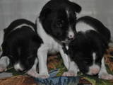 Собаки, щенята Басенджі, ціна 7000 Грн., Фото