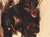 Собаки, щенята Довгошерста мініатюрна такса, ціна 700 Грн., Фото
