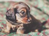 Собаки, щенки Длинношерстная миниатюрная такса, цена 700 Грн., Фото