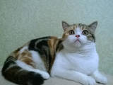 Кішки, кошенята Шотландська короткошерста, ціна 3700 Грн., Фото