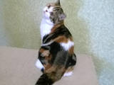 Кішки, кошенята Шотландська короткошерста, ціна 3700 Грн., Фото