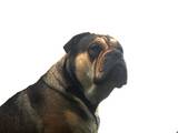 Собаки, щенята Мальоркскій бульдог (Ка Де Бо), ціна 9000 Грн., Фото
