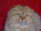 Кошки, котята Хайленд Фолд, цена 800 Грн., Фото