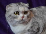 Кішки, кошенята Шотландська висловуха, ціна 1500 Грн., Фото