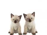 Кішки, кошенята Тайська, ціна 300 Грн., Фото