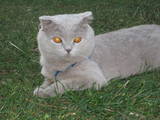 Кошки, котята Шотландская вислоухая, цена 300 Грн., Фото