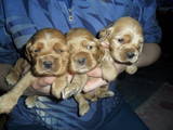 Собаки, щенки Американский коккер, цена 800 Грн., Фото