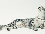 Кішки, кошенята Єгипетська мау, Фото