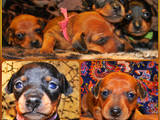 Собаки, щенята Пінчер, ціна 3000 Грн., Фото