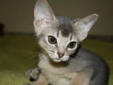 Кошки, котята Абиссинская, цена 4500 Грн., Фото