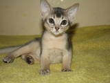 Кішки, кошенята Абіссінська, ціна 4500 Грн., Фото