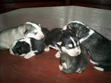 Собаки, щенки Ховаварт, цена 3000 Грн., Фото