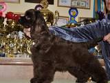 Собаки, щенята Американський коккер, ціна 8000 Грн., Фото
