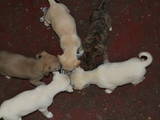 Собаки, щенки Уиппет, цена 2000 Грн., Фото