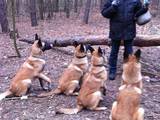 Собаки, щенки Бельгийская овчарка (Малинуа), цена 4000 Грн., Фото