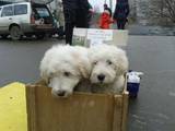 Собаки, щенята Південноросійська вівчарка, ціна 3000 Грн., Фото