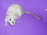 Грызуны Домашние крысы, цена 80 Грн., Фото