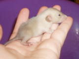 Грызуны Домашние крысы, цена 80 Грн., Фото
