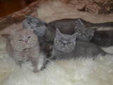 Кошки, котята Британская длинношёрстная, цена 400700 Грн., Фото