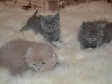 Кішки, кошенята Британська довгошерста, ціна 400700 Грн., Фото