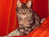 Кошки, котята Сибирская, цена 20 Грн., Фото