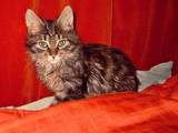 Кошки, котята Сибирская, цена 20 Грн., Фото