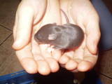 Грызуны Домашние крысы, цена 10 Грн., Фото