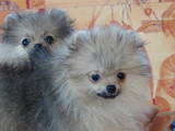Собаки, щенки Карликовый шпиц, цена 5500 Грн., Фото